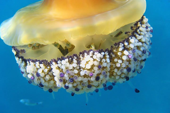 Fried Egg Jellyfish