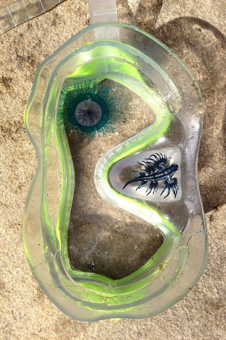 Blue Ocean Slug