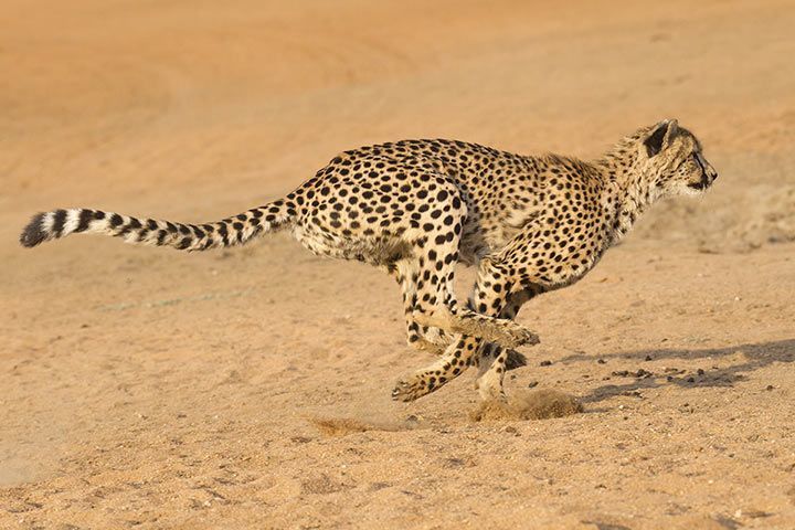 Cheetah Facts