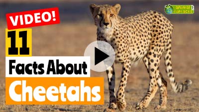 Video Cheetah