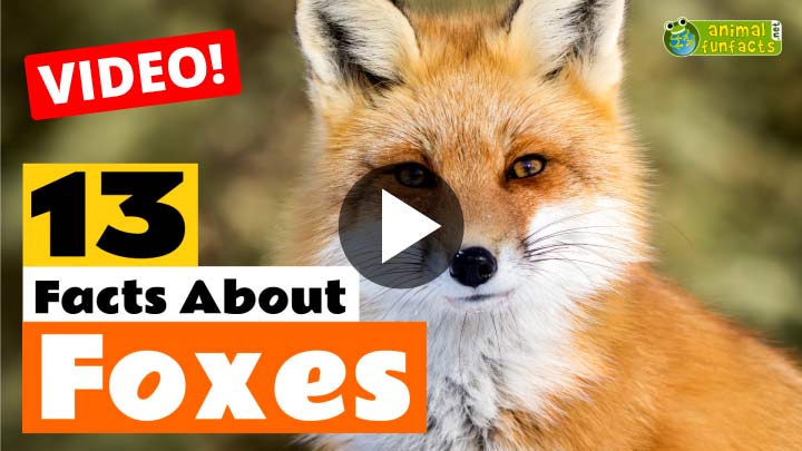 Red Fox Video