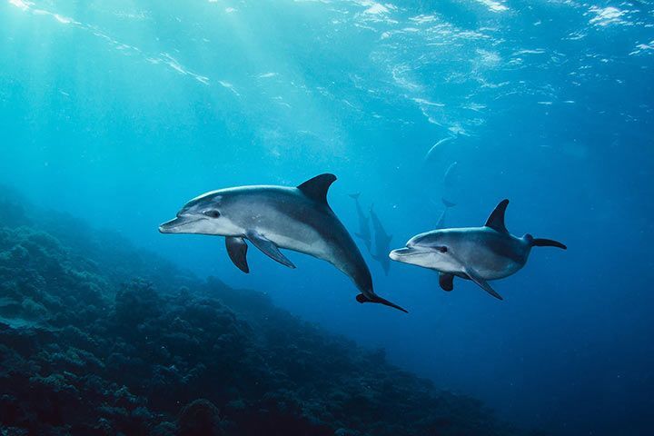 Common Bottlenose Dolphin