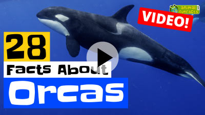 Video Orca
