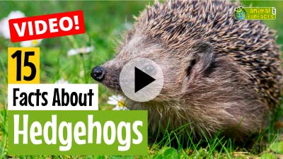 Video Hedgehog