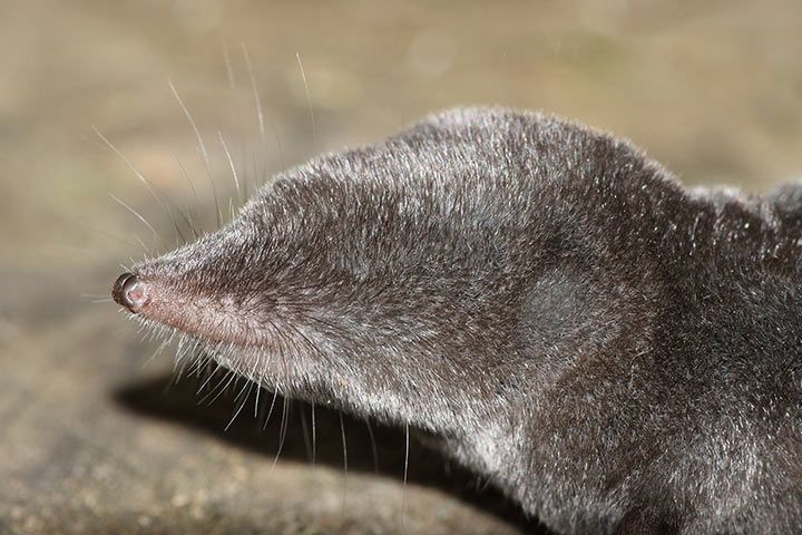 Northern Short Tailed Shrew