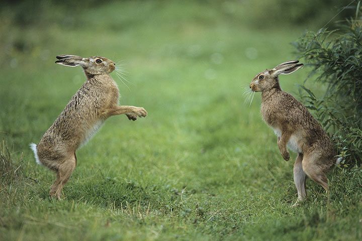 European Hare