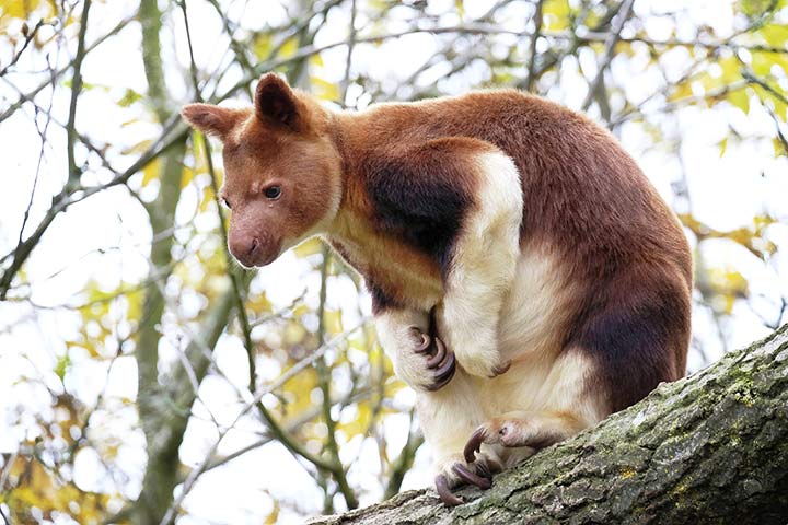 Goodfellow's Tree Kangaroo