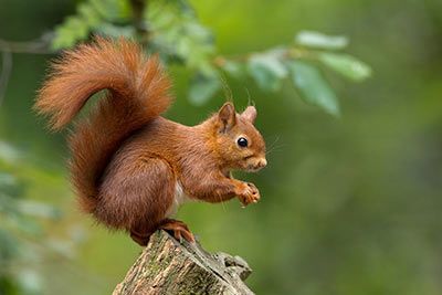 Red Squirrel Fact Sheet