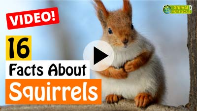 Video Red Squirrel