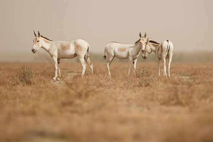 Onager / Asiatic Wild Ass