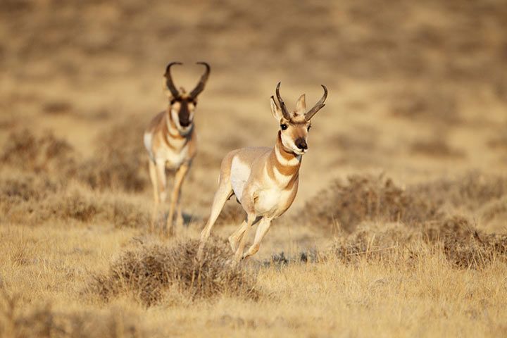 Mexican Pronghorn