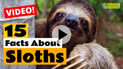 Video Sloth