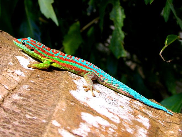 Day gecko