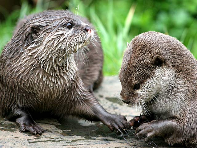 Two otters