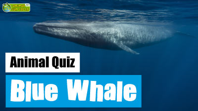 Blue Whale Quiz
