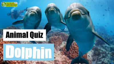 Dolphin Quiz