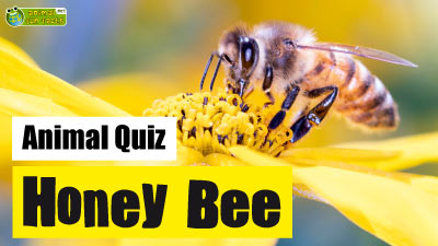 Honey Bee Quiz