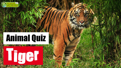 Tiger Quiz