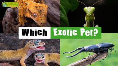 Which Exotic Pet?