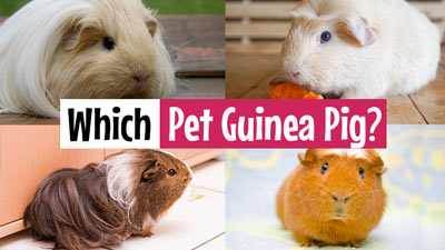 Which Pet Guinea Pig?