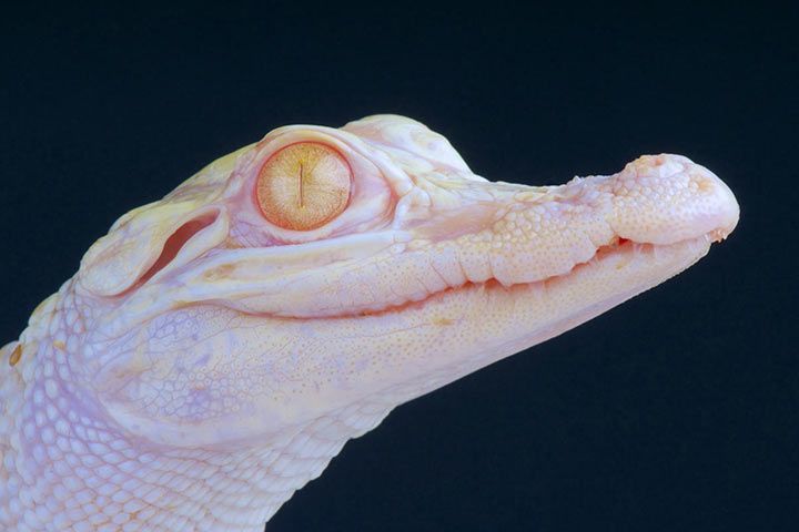 Albino Animals - Amazing Facts and Pictures