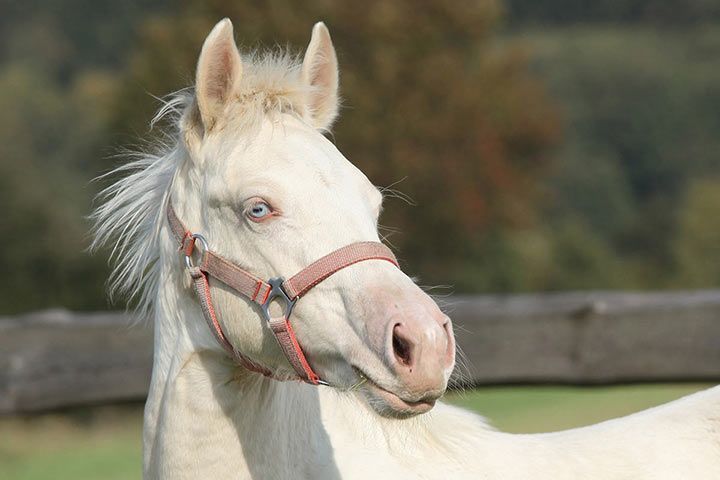 Cremello horse
