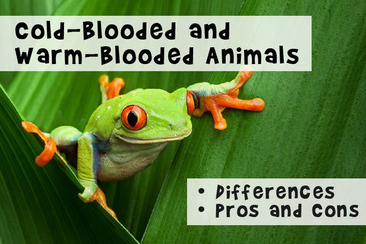 Cold-Blooded and Hot-Blooded Animals