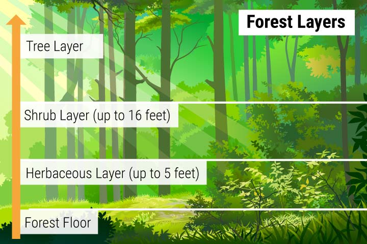 Forest Habitat Layers