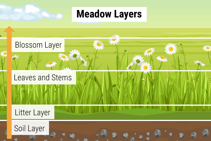 Layers in a Meadow