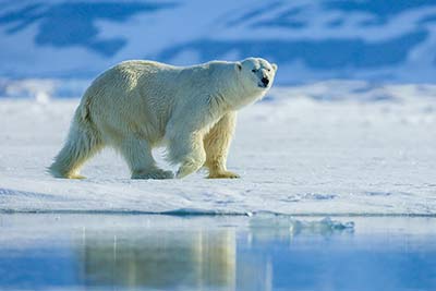 Animals in Ice Deserts and Cold Deserts