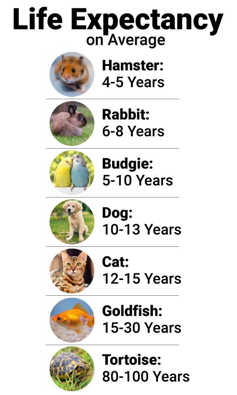 How Old Do Animals Get?