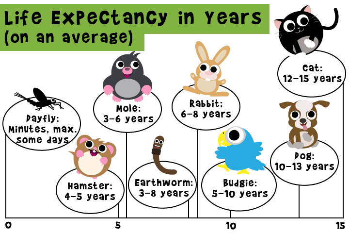 How Old Do Animals Get?