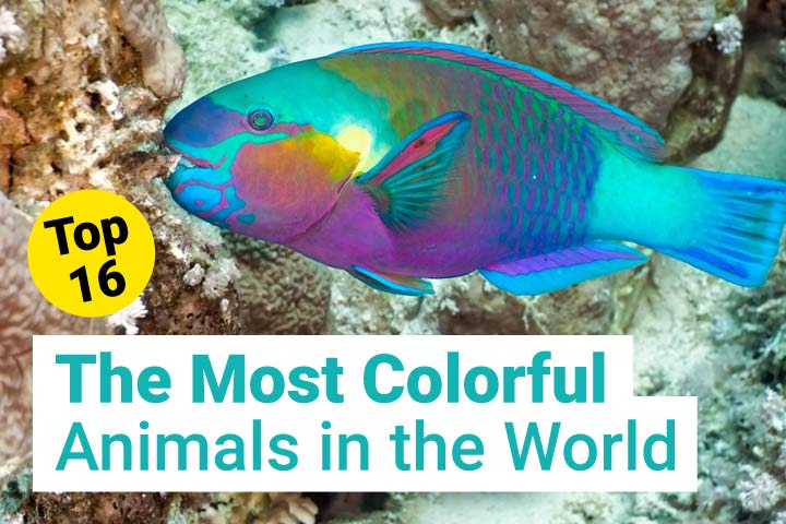 The Most Colorful Animals in the World