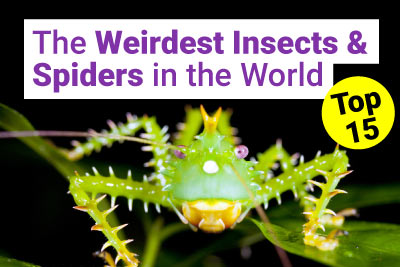 Top 15 Weirdest Insects in the World