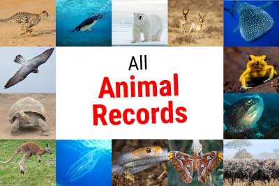 All Animal Records