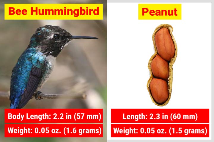 Bee Hummingbird