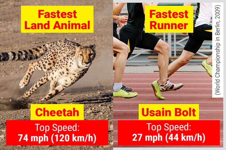 Cheetah - The Fastest Land Animal