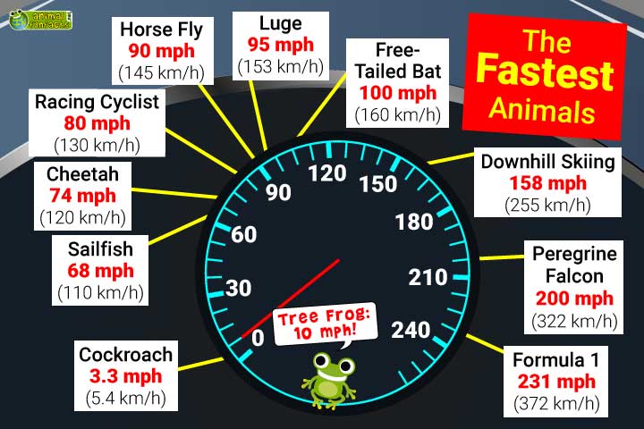 The Fastest Animals