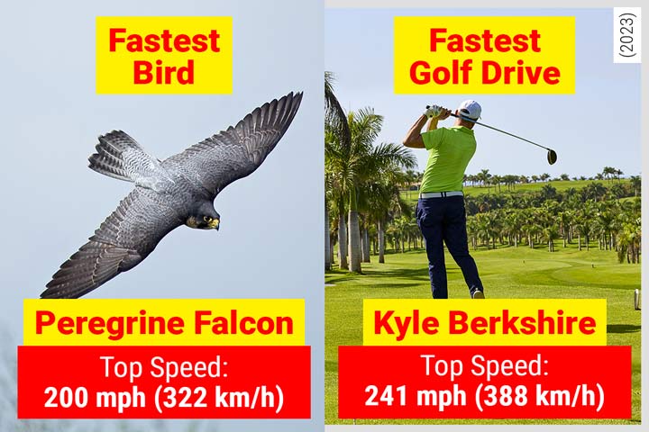 Peregrine Falcon - The Fastest Bird