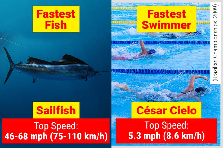Sailfish - The Fastest Fish