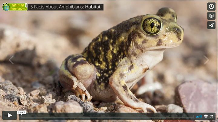 Video: All about Amphibians - Metamorphosis
