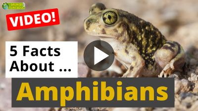 All About Animals Amphibians