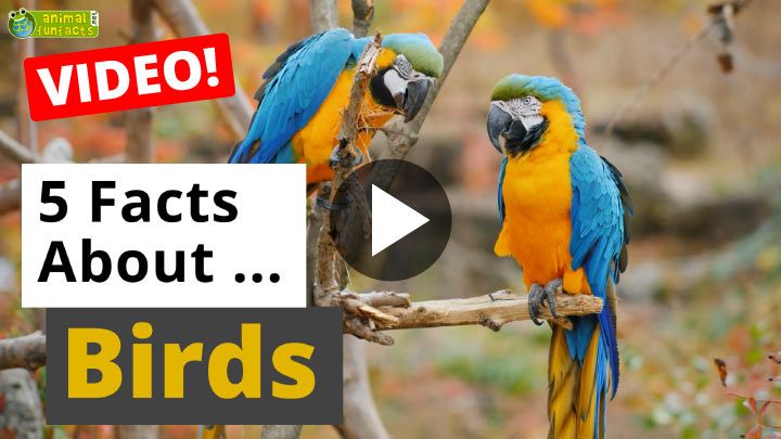Video: All About Birds - 5 Interesting Facts