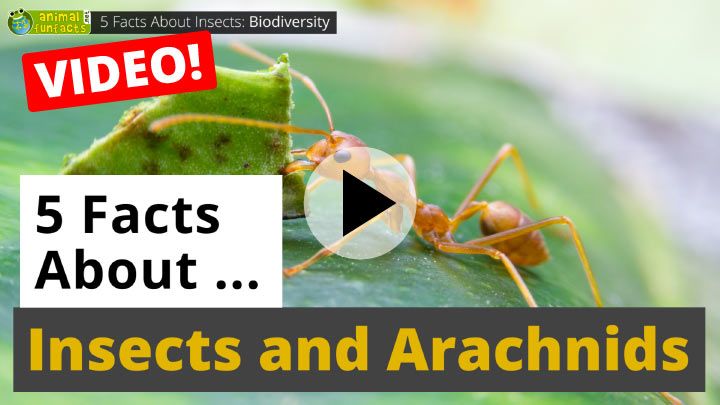 Video: All About Insects and Arachnids - 5 Interesting Facts