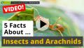 Video: All about Insects and Arachnids - 5 Interesting Facts