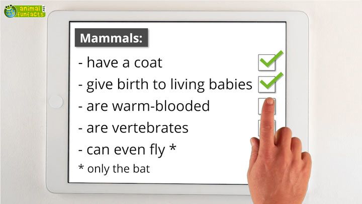 Video: All about Mammals - Roundup!