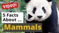 All about Mammals - 5 Interesting Facts