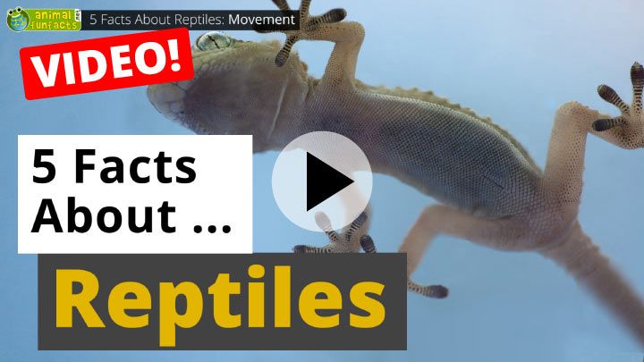 Video: All About Reptiles - 5 Interesting Facts