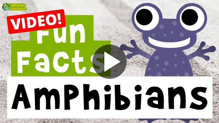 Video: Amphibians - Cartoon Fun Facts
