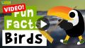 Video: 11 Bird Fun Facts